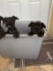 Miniature Schnauzer Puppies for sale in Kissimmee, FL, USA. price: $850