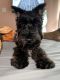 Miniature Schnauzer Puppies for sale in Silver Spring, MD, USA. price: NA
