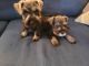 Miniature Schnauzer Puppies for sale in Columbus, OH, USA. price: NA