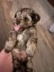 Miniature Schnauzer Puppies for sale in 3977 Myers St, Merryville, LA 70653, USA. price: $1,200