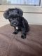 Miniature Schnauzer Puppies for sale in Baytown, TX, USA. price: NA