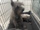 Miniature Schnauzer Puppies for sale in Rancho Cucamonga, CA 91730, USA. price: NA