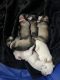 Miniature Schnauzer Puppies for sale in Noblesville, IN, USA. price: NA