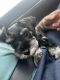Miniature Schnauzer Puppies for sale in Fairmont, NC 28340, USA. price: NA