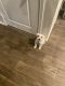 Miniature Schnauzer Puppies for sale in Conroe, TX 77384, USA. price: NA
