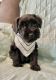 Miniature Schnauzer Puppies for sale in Fort Payne, AL, USA. price: NA