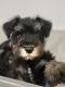 Miniature Schnauzer Puppies for sale in Fairbury, IL 61739, USA. price: NA