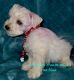 Miniature Schnauzer Puppies for sale in Shoshone, ID 83352, USA. price: $1,500