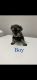 Miniature Schnauzer Puppies for sale in Port St. Lucie, FL, USA. price: NA