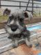 Miniature Schnauzer Puppies for sale in Amarillo, TX, USA. price: NA