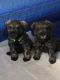 Miniature Schnauzer Puppies for sale in Redlands, CA 92374, USA. price: $400