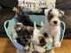 Miniature Schnauzer Puppies for sale in Chandler, AZ, USA. price: $1,200