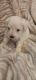 Miniature Schnauzer Puppies for sale in Honea Path, SC 29654, USA. price: $1,200
