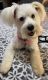Miniature Schnauzer Puppies for sale in York County, SC, USA. price: $800