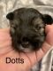Miniature Schnauzer Puppies for sale in San Antonio, TX, USA. price: $1,700