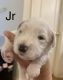 Miniature Schnauzer Puppies for sale in San Antonio, TX, USA. price: $1,700