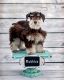 Miniature Schnauzer Puppies for sale in Pocatello, ID, USA. price: $2,500