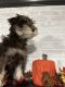 Miniature Schnauzer Puppies for sale in Ringgold, GA 30736, USA. price: $1,100