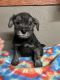Miniature Schnauzer Puppies for sale in Shoals, IN 47581, USA. price: $300