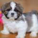 Miniature Schnauzer Puppies for sale in Dallas, TX, USA. price: $600