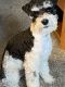 Miniature Schnauzer Puppies for sale in Flatwoods, KY, USA. price: $500