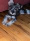 Miniature Schnauzer Puppies for sale in Brooklyn, NY, USA. price: $1,100