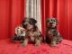 Miniature Schnauzer Puppies for sale in Gig Harbor, WA, USA. price: $1,200