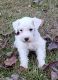 Miniature Schnauzer Puppies for sale in Aberdeen, NC 28315, USA. price: $1,500