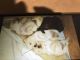 Miniature Schnauzer Puppies for sale in Wooster, OH 44691, USA. price: $1,200