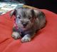 Miniature Schnauzer Puppies for sale in Houston, AR 72070, USA. price: NA