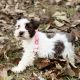 Miniature Schnauzer Puppies for sale in Toccoa, GA 30577, USA. price: $1,200