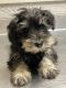 Miniature Schnauzer Puppies for sale in Easley, SC, USA. price: NA
