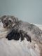 Miniature Schnauzer Puppies for sale in Orlando, FL, USA. price: $800