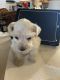Miniature Schnauzer Puppies for sale in Wooster, OH 44691, USA. price: NA