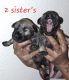 Miniature Schnauzer Puppies for sale in Las Vegas, NV 89106, USA. price: $1,000