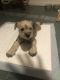 Miniature Schnauzer Puppies for sale in Hillsdale, MI, USA. price: NA