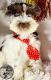 Miniature Schnauzer Puppies for sale in Brownsville, TX, USA. price: $2,500