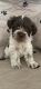 Miniature Schnauzer Puppies for sale in Lawsonville, NC 27016, USA. price: $1,250