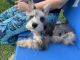 Miniature Schnauzer Puppies for sale in Miami, FL, USA. price: $1,400