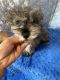 Miniature Schnauzer Puppies for sale in Vado, NM 88072, USA. price: NA