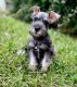 Miniature Schnauzer Puppies for sale in Groveland, FL, USA. price: NA