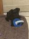 Miniature Schnauzer Puppies for sale in Edgewood, WA, USA. price: NA