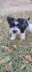 Miniature Schnauzer Puppies for sale in 2816 Bellevue St, Houston, TX 77017, USA. price: $1,300