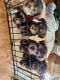 Miniature Schnauzer Puppies for sale in Kansas City, KS, USA. price: $1,000