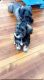 Miniature Schnauzer Puppies for sale in Latham, NY 12110, USA. price: $1,500