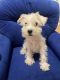 Miniature Schnauzer Puppies for sale in Vado, NM 88072, USA. price: $600