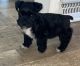 Miniature Schnauzer Puppies for sale in Staley, NC 27355, USA. price: $1,600