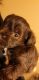 Miniature Schnauzer Puppies for sale in Lawton, OK, USA. price: $1,000