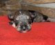 Miniature Schnauzer Puppies for sale in Akeley, MN 56433, USA. price: $1,500