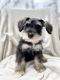 Miniature Schnauzer Puppies for sale in Dahlonega, GA 30533, USA. price: $850
